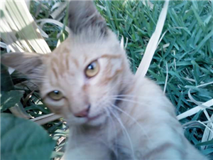 Que Raza De Gato Eres