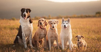 La razza di cane più bella