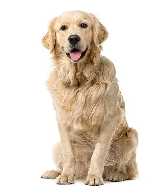 Golden retriver