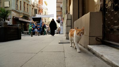 Hangi hayvansın 