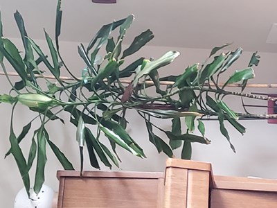 Ti Ama???????