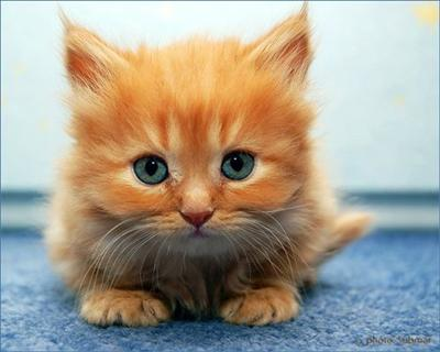 If You Were An Animal What Would You Be?