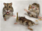 Contro De Alcohol