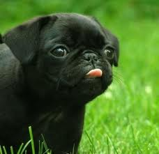 Que Animal Serias?