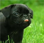 Que Animal Serias?