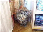 Hoe Kitti Ben Je Vandaag ?
