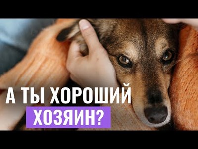 Хороший ли ты хозяин? 