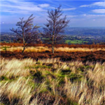 What's Your Favorite Sheffield Wildlife Trust Rese