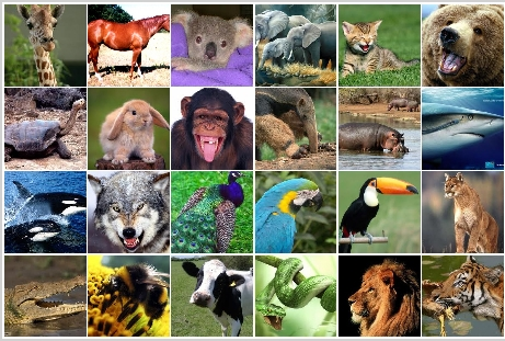 Which Animal Are You
