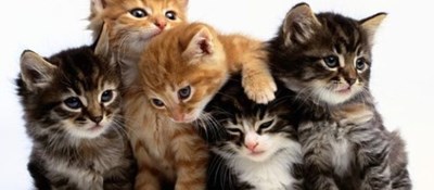 Hangi kedi türüsün