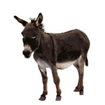 Tu Es  Bhim Ou Intelligant