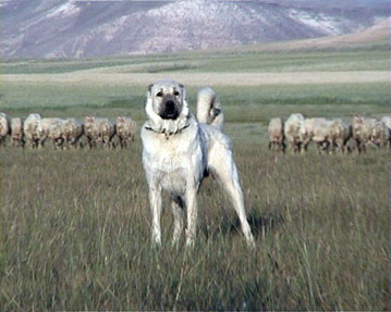 Hangi Köpeksiniz???