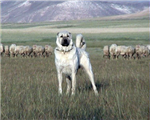 Hangi Köpeksiniz???