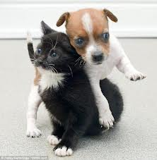 Kedimi Tatlı Köpekmi?
