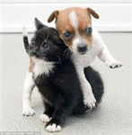 Kedimi Tatlı Köpekmi?