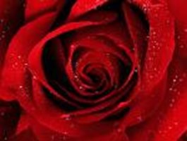 Vote For Colour!