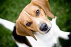 What Kind Of Dog Are You?