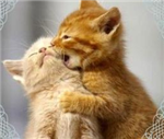 What Animal Are You?