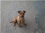 Nome Cachorrinha