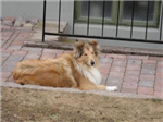 Vilken Hundras Var Du Tidigare Som Hund?