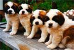 Have A Animal!