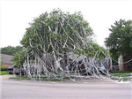 What Will Happen To You On Mischief Night