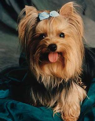 What Dog Are You?