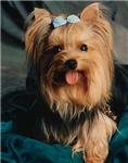 What Dog Are You?