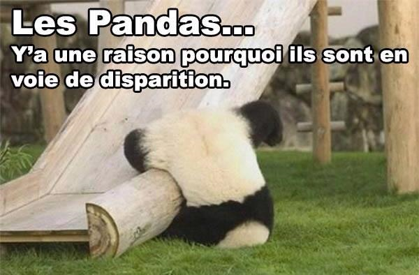 Quel Créature Kawaii Es-Tu?