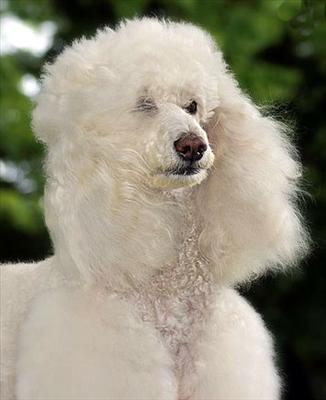 Quel Race De Chien Est Tu ?