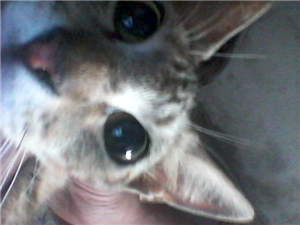 Tu Polinesio Interior