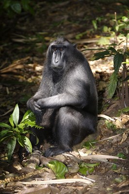 Mirip siapa kamu di mata orang 
