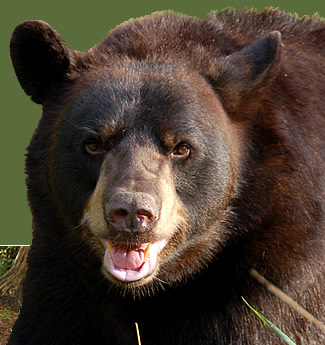 What Kind Of Animal Are U?