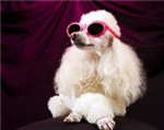 Snob O Semplice