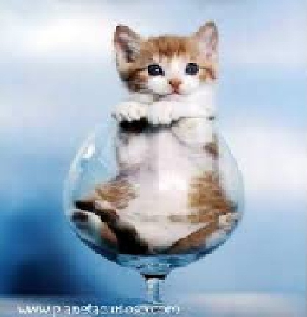 ¿Qué Raza De Gato Eres?
