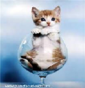 ¿Qué Raza De Gato Eres?