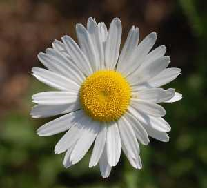 Hangi Çiçek