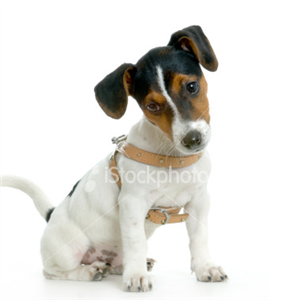 Hangi Köpek Irkısın