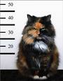 Meowmix