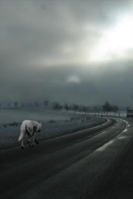 What Animal Were You In Your Past Life?