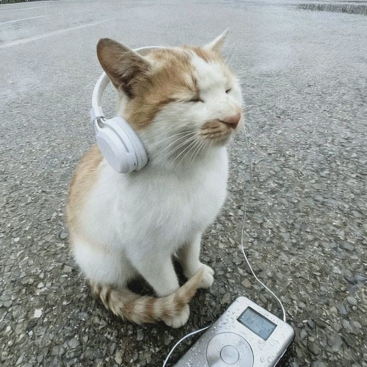 Müzik zevkine göre nasıl birisin?