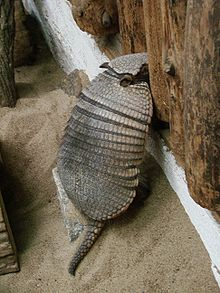 What Kind Of Armadillo Are You.