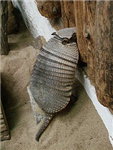 What Kind Of Armadillo Are You.