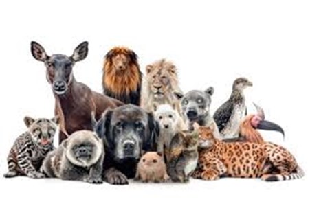 Che animale sei?