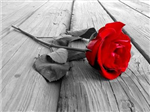 Rozanka Gifts.. *Send Attractive Gifts To Your Lov