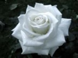 What Type Of Rose Are You?