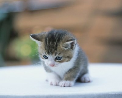 Kedi mi? Köpek mi? 