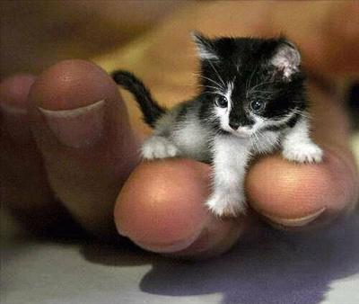 What Genetically Altered Animal Are You?