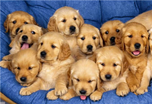 Köpekler