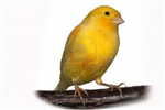 Canari